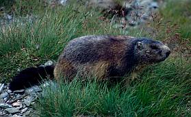 Mormota (Marmota marmota), Fotó: Molnár Balázs